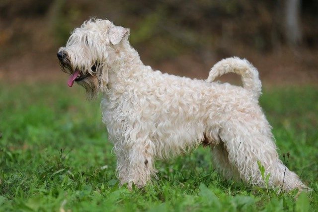 Soft cott s wheaten fashion terrier