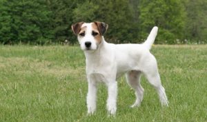 jack russell terrier il perfetto cane