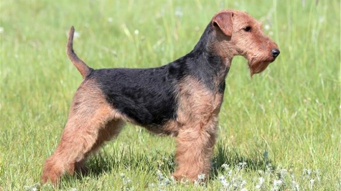 Welsh Terrier – Il perfetto cane